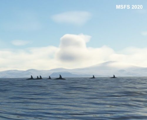 003-120323 BIGF-WhalewatchingTour2 06