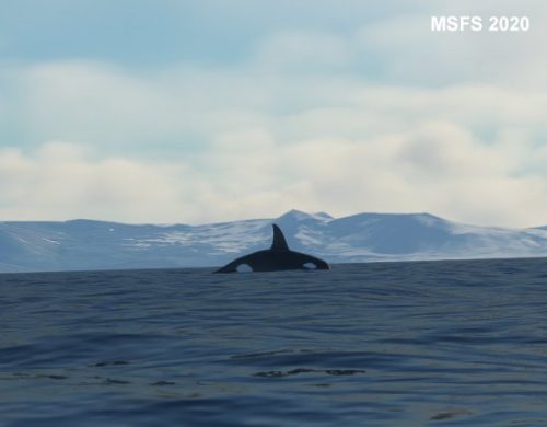 003-120323 BIGF-WhalewatchingTour2 10