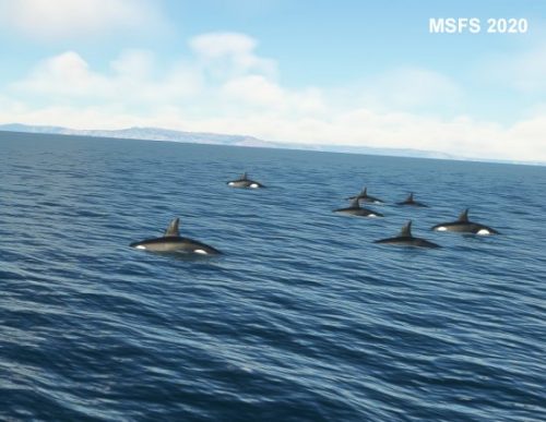 003-120323 BIGF-WhalewatchingTour2 11