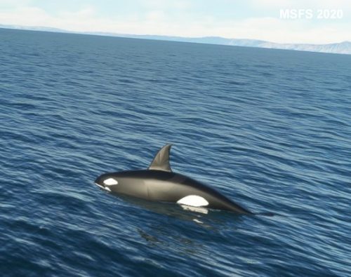 003-120323 BIGF-WhalewatchingTour2 12