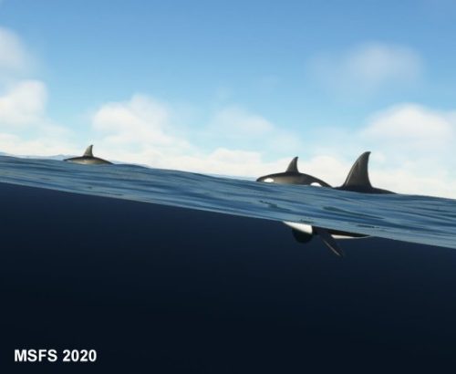 003-120323 BIGF-WhalewatchingTour2 13