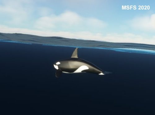 003-120323 BIGF-WhalewatchingTour2 14