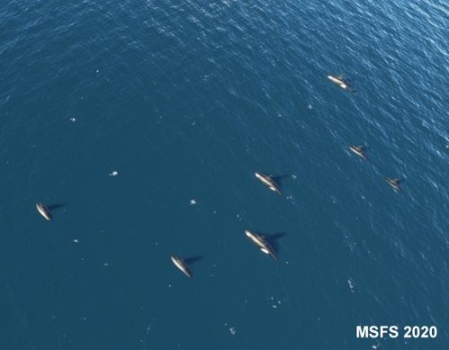 003-120323 BIGF-WhalewatchingTour2 15