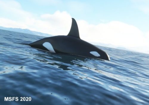 003-120323 BIGF-WhalewatchingTour2 16