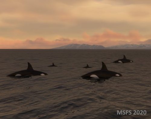 003-280323 Husavik-BIAR Whalewatching 04