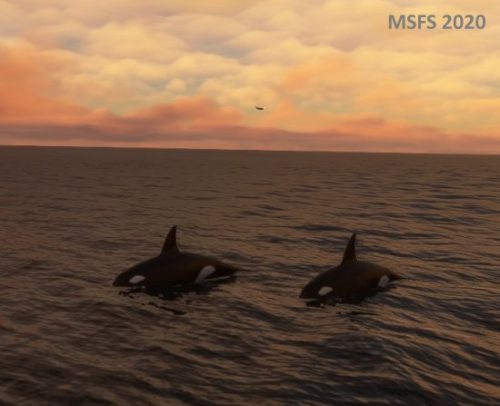 003-280323 Husavik-BIAR Whalewatching 05