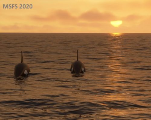 003-280323 Husavik-BIAR Whalewatching 07