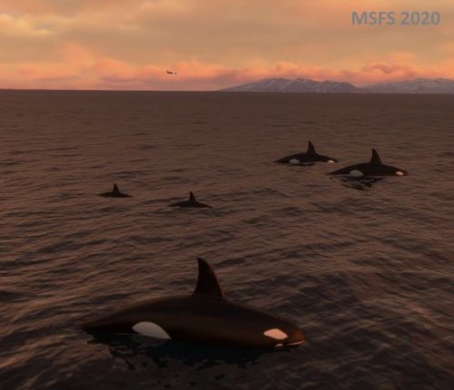 003-280323 Husavik-BIAR Whalewatching 09