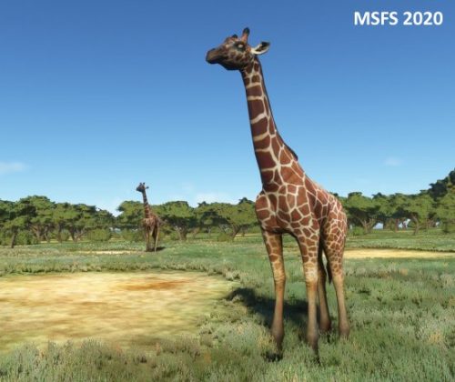 003-04052023 Safari01 HKLP-HK0A 11