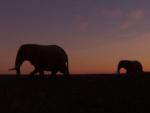 004-04052023 Safari02 HK0A-HTMZ 09