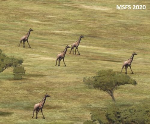 006-05052023 Safari03 HTMZ-HTOU 09