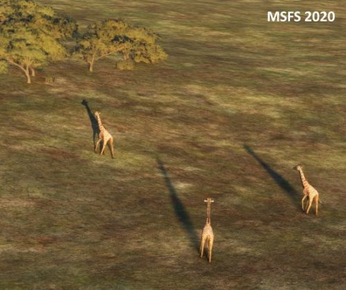 007-06052023 Safari04 HTOU-HKLQ 05