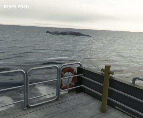 003-18062023 BISI-Whalewatching-BlueWhales 05