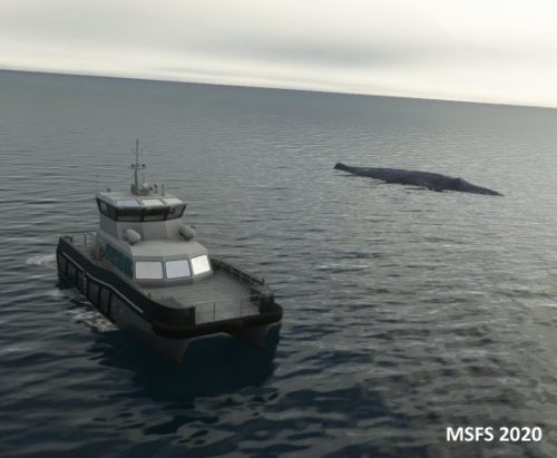 003-18062023 BISI-Whalewatching-BlueWhales 06