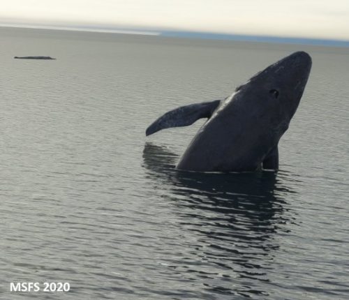 003-18062023 BISI-Whalewatching-BlueWhales 08