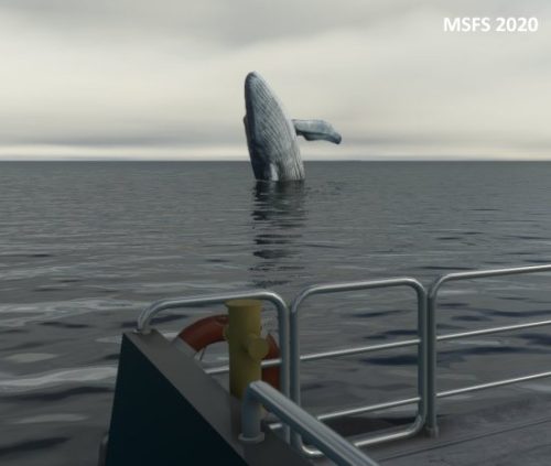 003-18062023 BISI-Whalewatching-BlueWhales 10