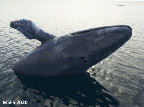 003-18062023 BISI-Whalewatching-BlueWhales 11