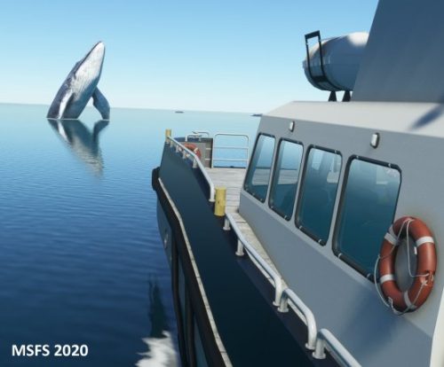 003-07072023 BIIS-Whalewatching-BlueWhales 09