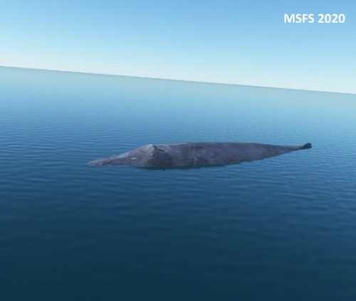 003-07072023 BIIS-Whalewatching-BlueWhales 12