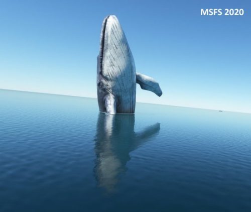 003-07072023 BIIS-Whalewatching-BlueWhales 14