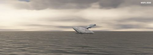 03-06.07.2024 WahleWatchingBIAR 04