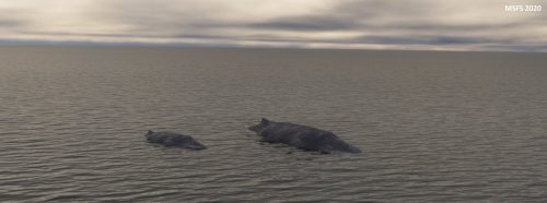 03-06.07.2024 WahleWatchingBIAR 05